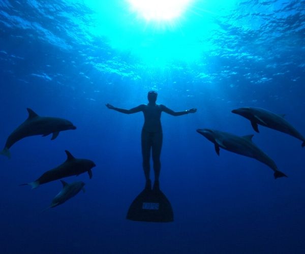 海豚湾百度云资源
